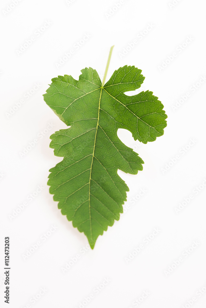 Fototapeta premium Close-up view of Mulberry leaf over white background