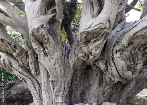 Dead tree, root old tree © mraoraor