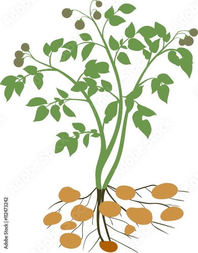 Potato plant silhouette 