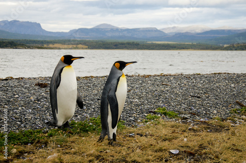 Cute king penguin couple walking on the stone beach