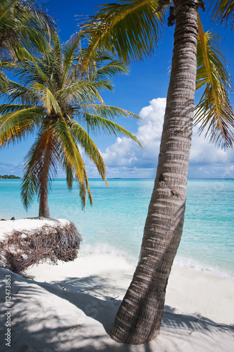 Palms on the shore of Maldivian island