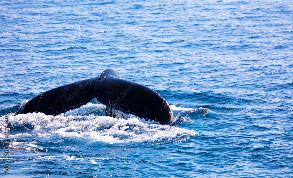 Fototapeta premium Whale tail , cape cod, cape cod
