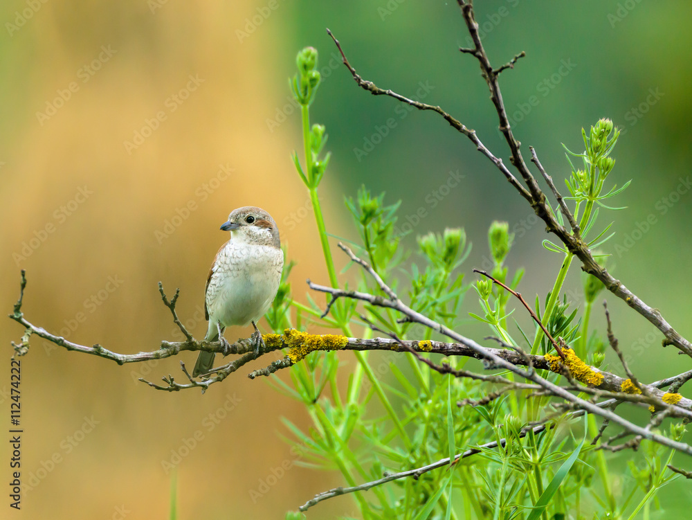 Female of red backed shrike