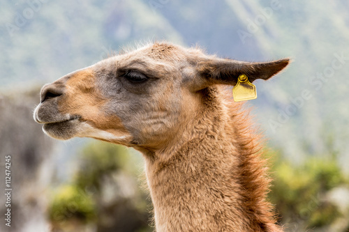 Llama at Machu Picchu  Cusco  Peru  South America. A UNESCO Worl