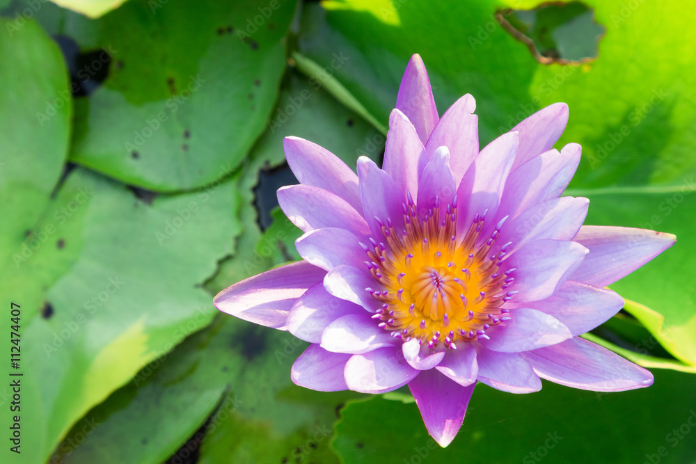 Purple Lotus flower on the pond Purple Lotus flower on the pond