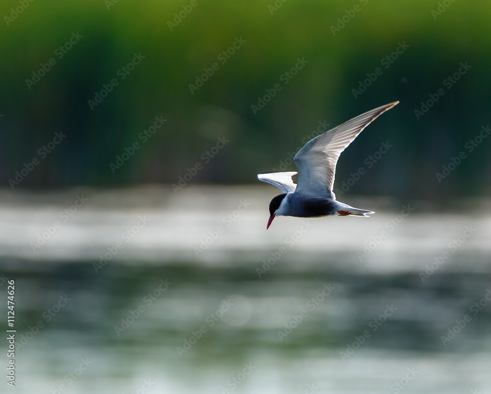 Common Tern (Sterna Hirundo) Common Tern (Sterna Hirundo)