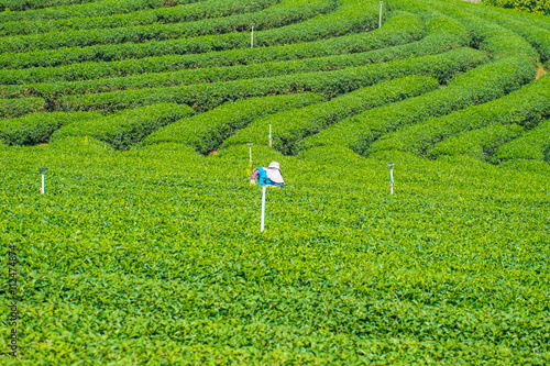 worker pick tea leaves in tea plantation