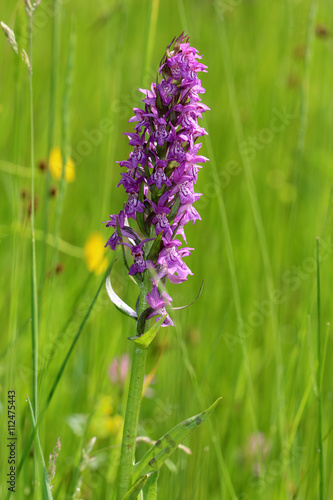 Fototapeta Naklejka Na Ścianę i Meble -  Knabenkraut