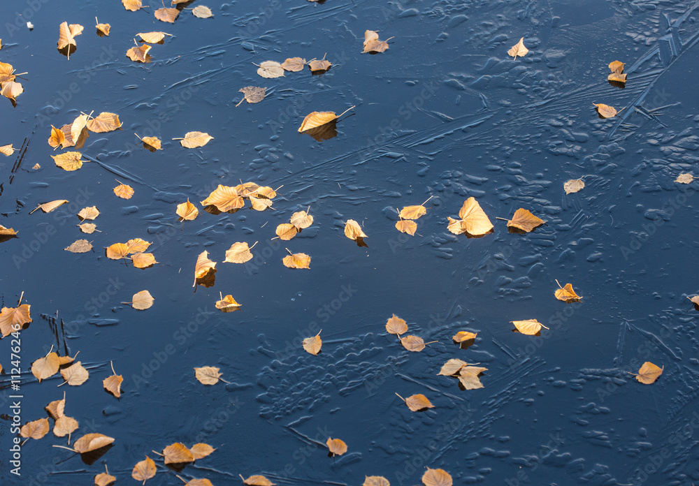ice and leaves ice and leaves