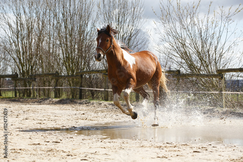 Fototapeta Naklejka Na Ścianę i Meble -  Schecke galoppiert durch Wasser