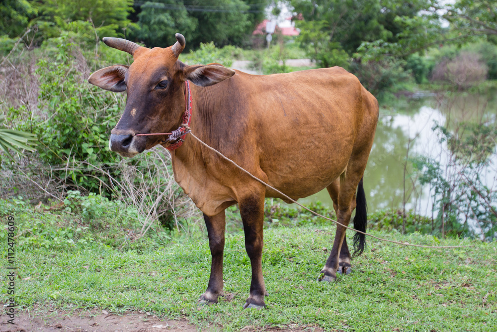 Brown cow on grass field