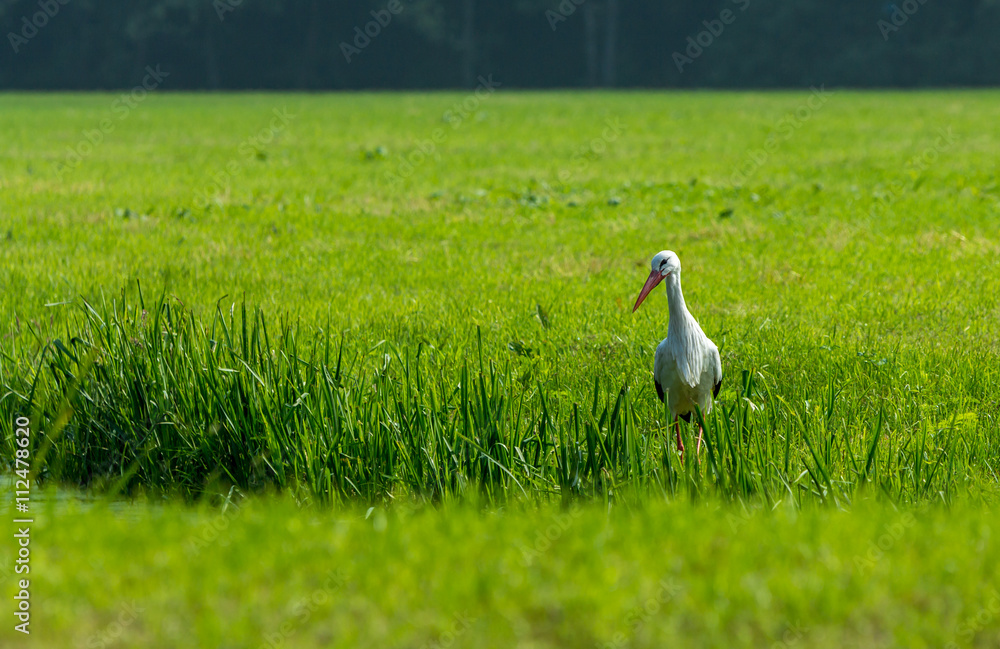 Obraz premium European stork hunting in a field in The Hague, the Nethrlands