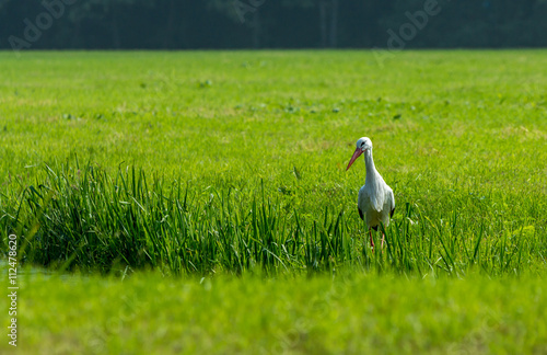 European stork hunting in a field in The Hague, the Nethrlands