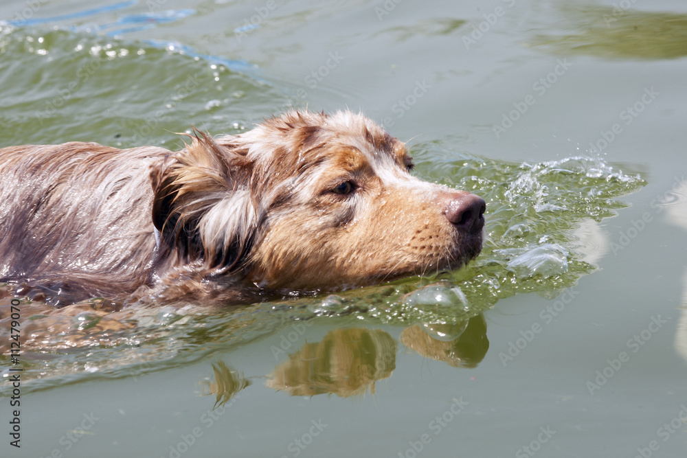 Beige hond zwemt naar de dummie.