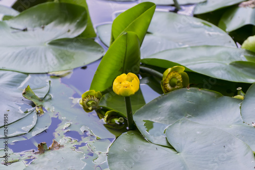 Fotografie Flower pods yellow (Nuphar lutea) on a lake