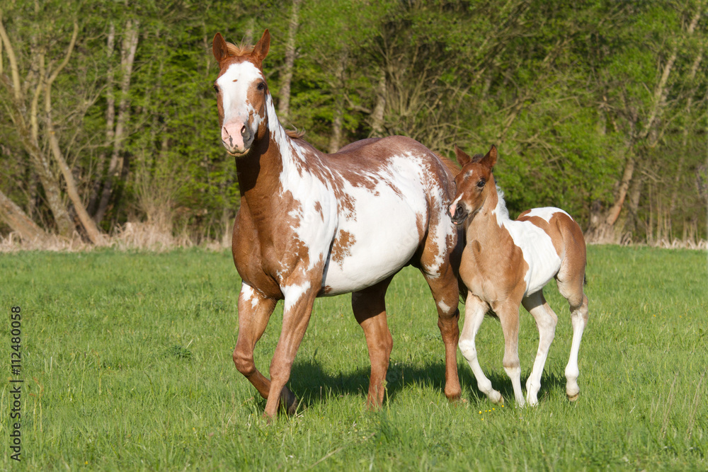 Obraz premium Mare wiht foal running