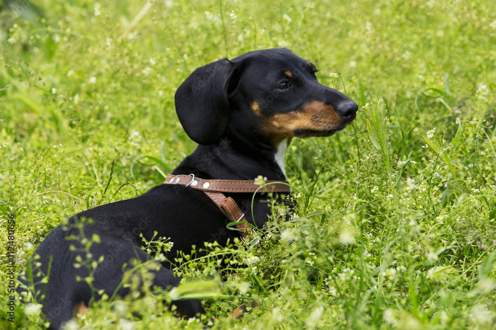 dog breed dachshund dog breed dachshund