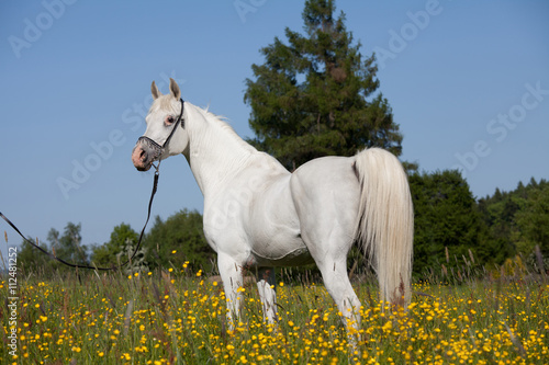 Nice arabian stallion posing © lenkadan