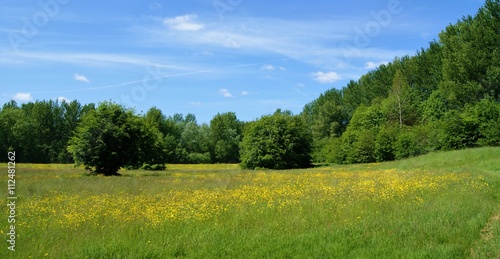 A flower meadow in early Summer.