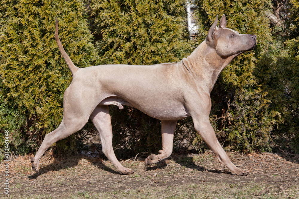 Portrait of nice dog - thai ridgeback