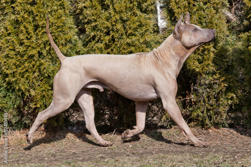 Obraz na płótnie Portrait of nice dog - thai ridgeback w salonie