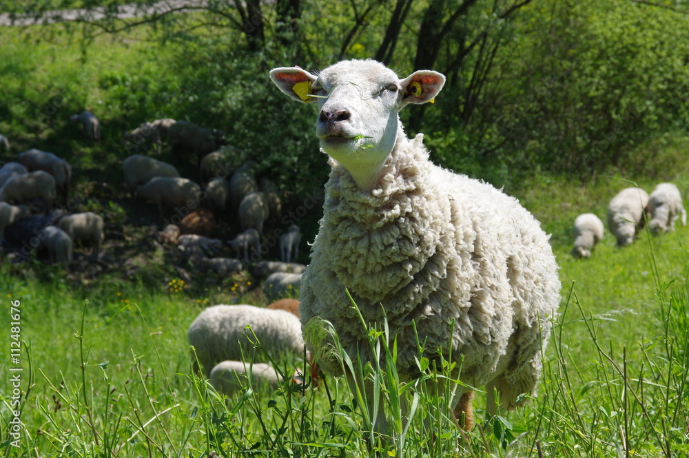Fototapeta premium moutons dans la prairie