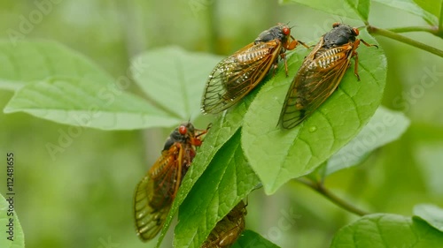 4K Brood V 17-year periodical cicadas (Magicicada cassinii) photo