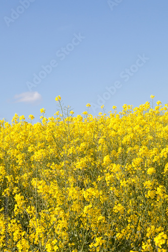 Bright yellow rapeseed, rape, canola, colza, oilseed, or rapaseed, growing in an agricultural field close up against a blue sky, vertical format