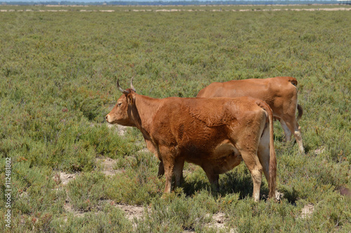 vacas en la marisma