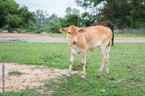 Baby cow on the grass
