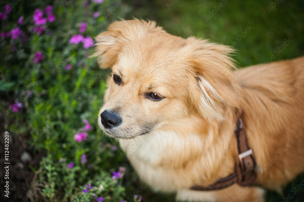 Hund bestaunt die Blumen