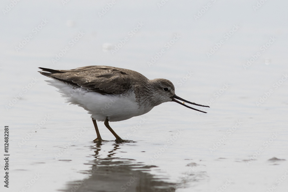 Terek Sandpiper eats crustacean on the Pacific coast in the spri Terek Sandpiper eats crustacean on the Pacific coast in the spri
