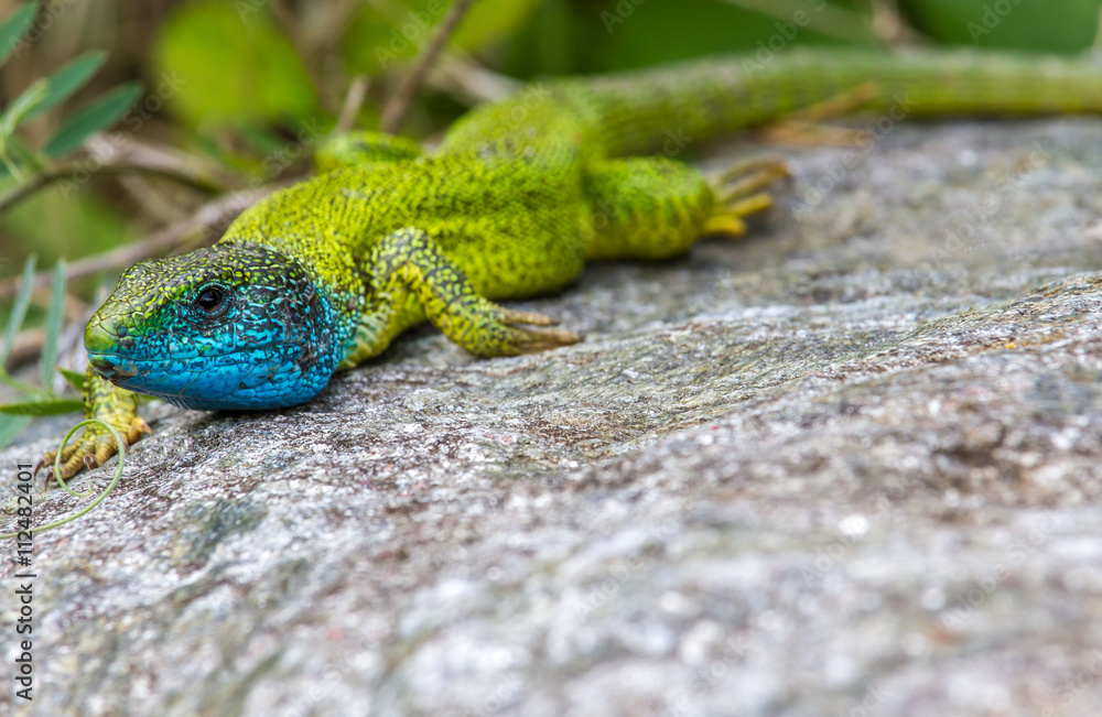 Fototapeta premium Smaragdeidechse sonnt sich auf Stein