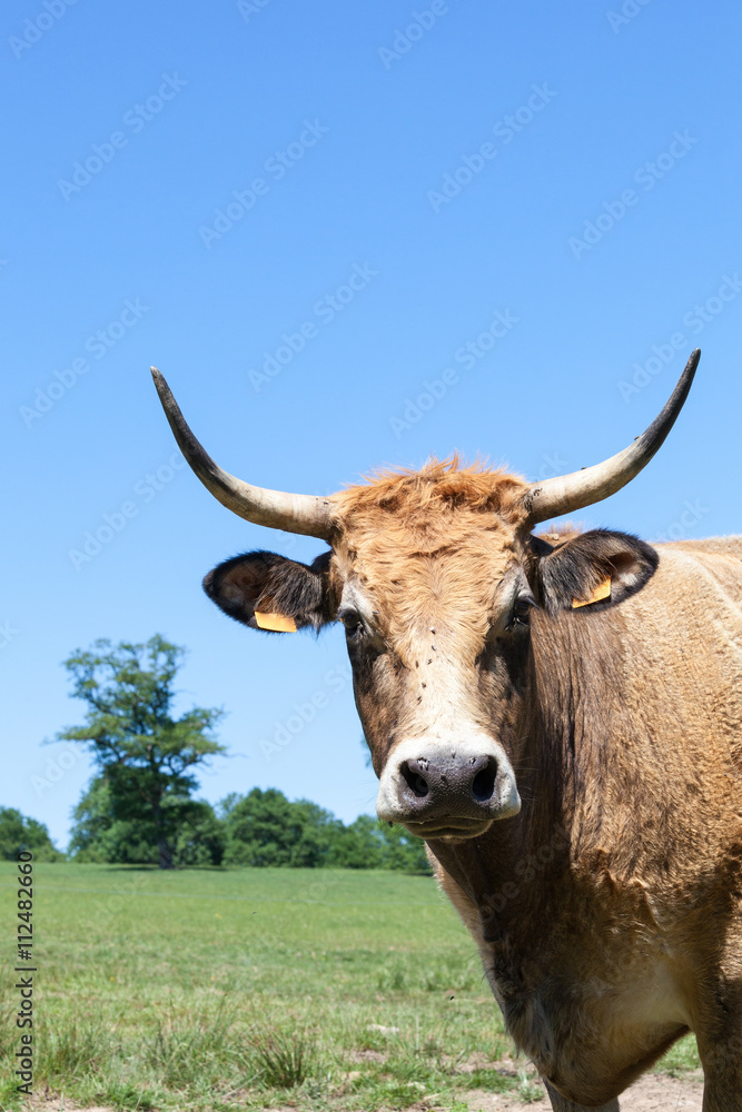 Head shot of a Parthenais beef cow, a French breed of cattle, looking at the camera in a sunny pasture Head shot of a Parthenais beef cow, a French breed of cattle, looking at the camera in a sunny pasture