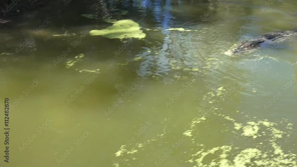 Australian Saltwater crocodiles swim in river lagoon in Queensland Australia Australian Saltwater crocodiles swim in river lagoon in Queensland Australia
