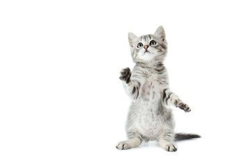 Beautiful cat isolated on white background