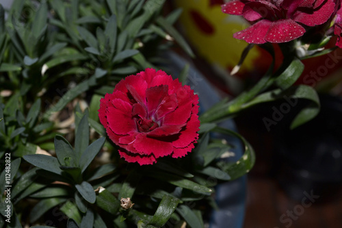 Photo of red flower close-up . carnation flower.  Bright bud and leaves .