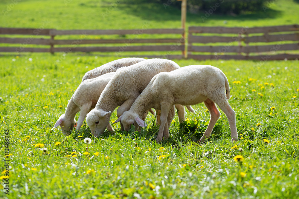 Little lambs grazing on a beautiful green meadow with dandelion. Little lambs grazing on a beautiful green meadow with dandelion.