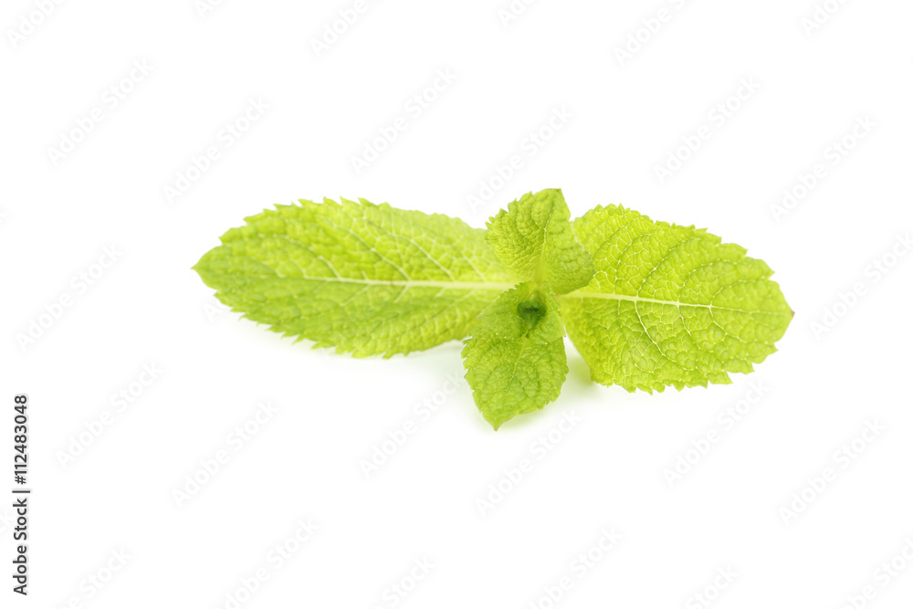 Fresh mint leaf isolated on a white Fresh mint leaf isolated on a white