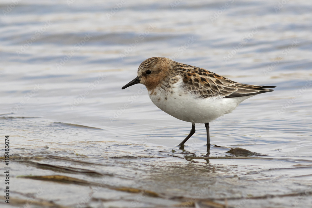 RED-NECKED STINT standing in the shallows spring day RED-NECKED STINT standing in the shallows spring day