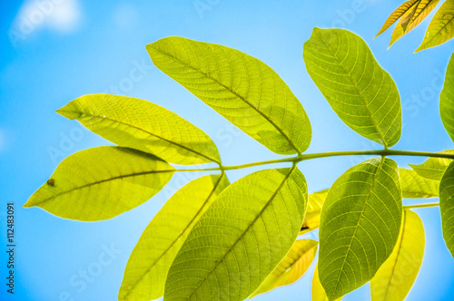 Textured walnut leaf against blue sky