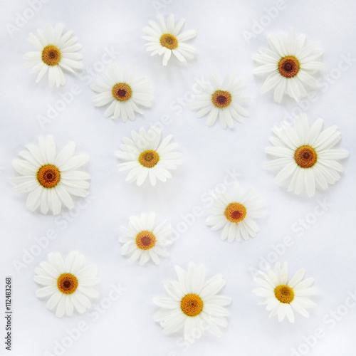 chamomile background/ flat random lay of flowers daisies top view  © zoomingfoto1712