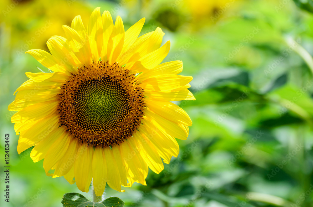 Many yellow flower of the Sunflower or Helianthus Annuus blooming in the farm, Thailand Many yellow flower of the Sunflower or Helianthus Annuus blooming in the farm, Thailand