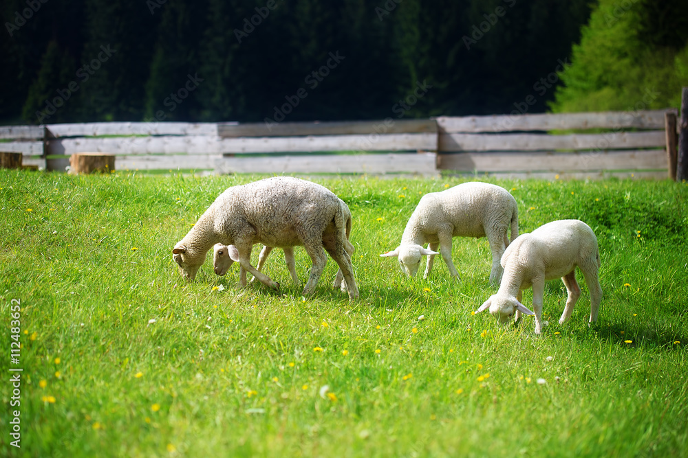 Little lambs grazing on a beautiful green meadow with dandelion. Little lambs grazing on a beautiful green meadow with dandelion.