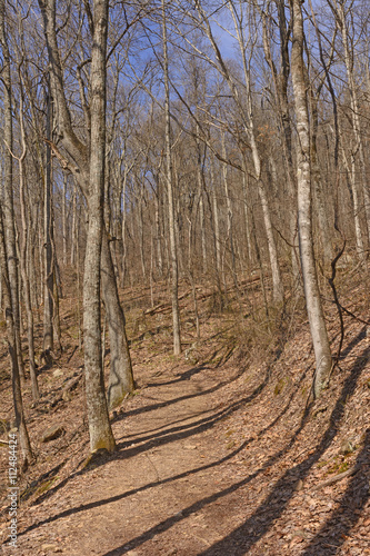 Wallpaper Mural Heading up a Forested Mountain Trail Torontodigital.ca