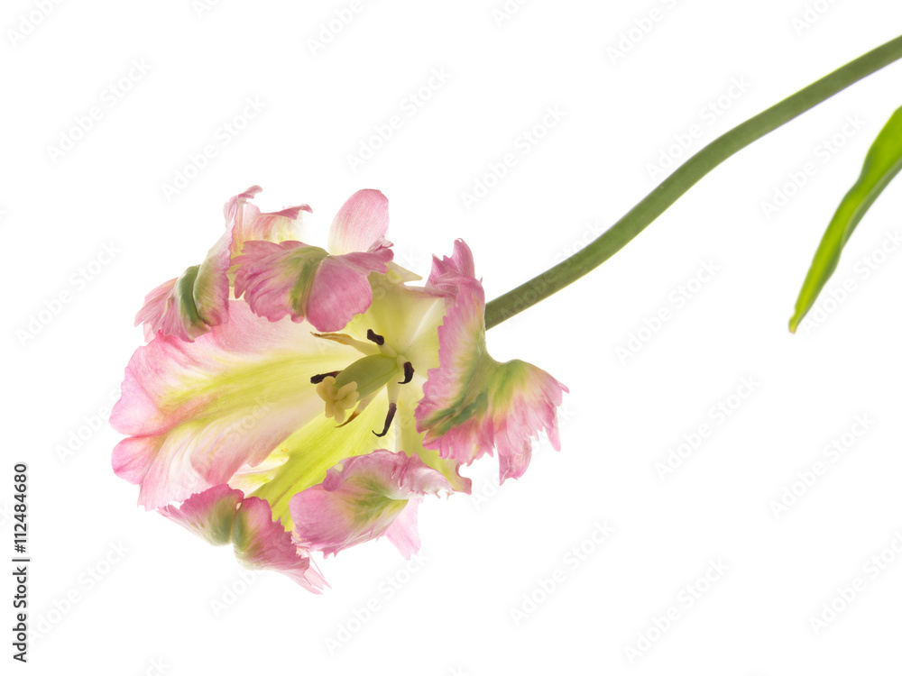 beautiful pink and green variegated tulip beautiful pink and green variegated tulip