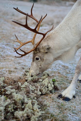 Reindeer eating moss