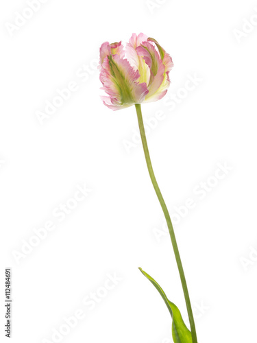 beautiful tulip on a white background