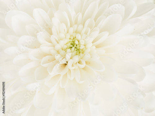 beautiful white dahlia flower center