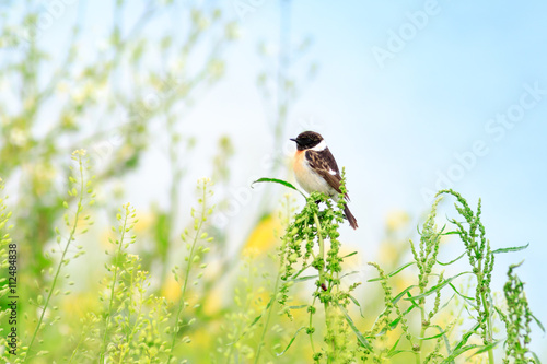 Stonechat (Saxicola torquata) photo